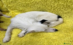 Mixed Breed dogs for adoption: 💖🐶 ATHENA 🐶💖 - Image 10