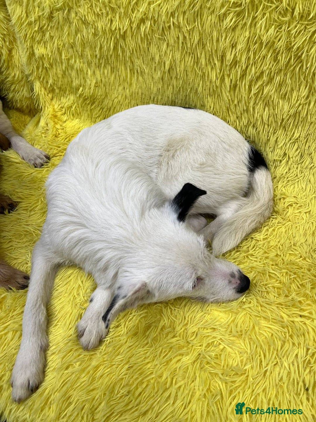 Mixed Breed dogs for adoption: 💖🐶 ATHENA 🐶💖 - Image 10