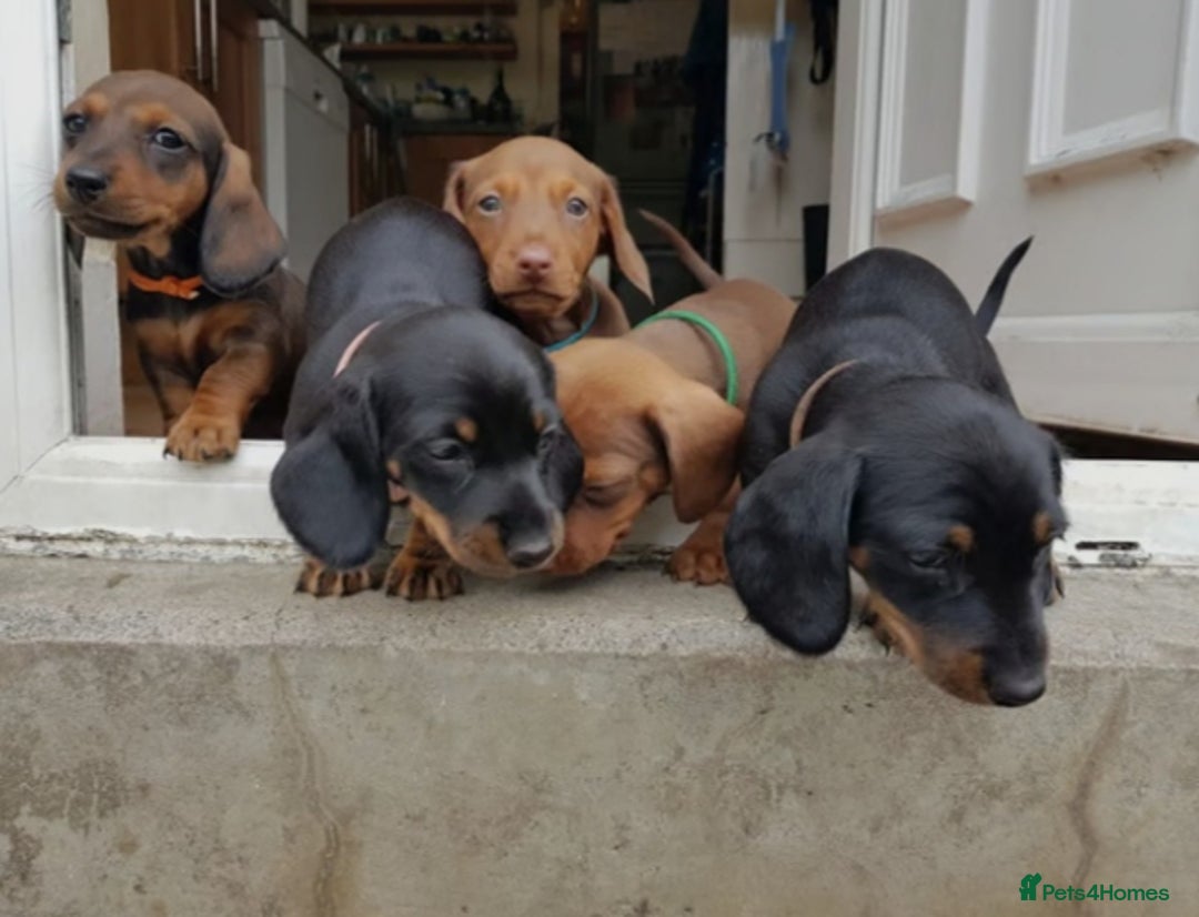 Miniature Dachshund dogs for sale: Miniature Dachshund Puppies  - Image 3