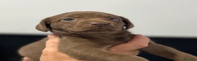 Chocolate male