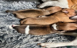 Jack Russell dogs for sale: ** Stunning Pure Miniature Jack Russell Pups ** - Image 3