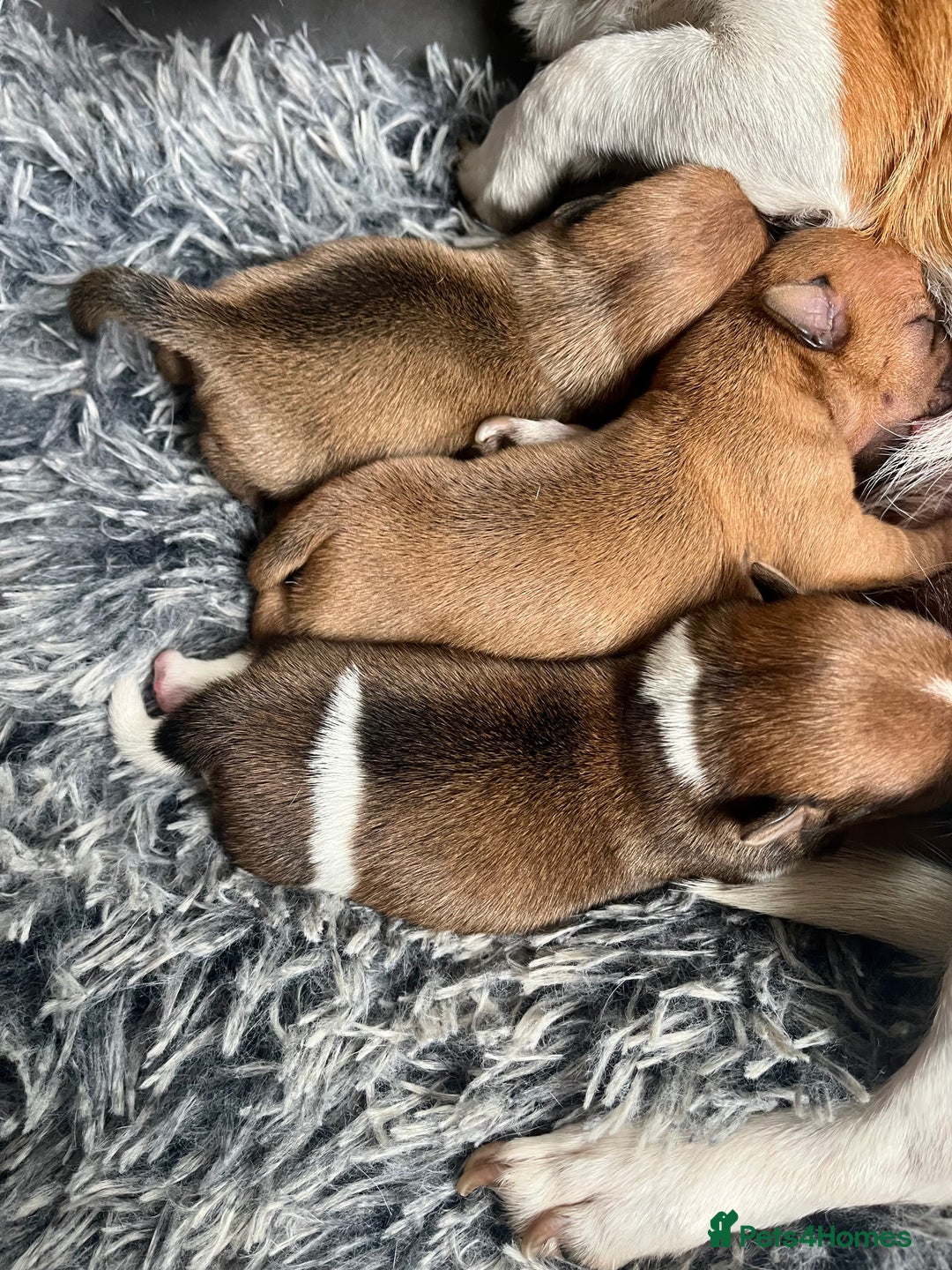 Jack Russell dogs for sale: ** Stunning Pure Miniature Jack Russell Pups ** - Image 3