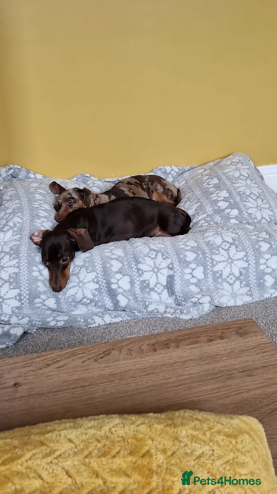 Miniature Dachshund dogs for sale: Minature dashound pups - Advert 2