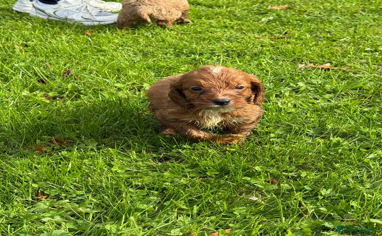 Cockapoo dogs - Advert 4