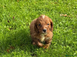 Cockapoo dogs - Advert 29