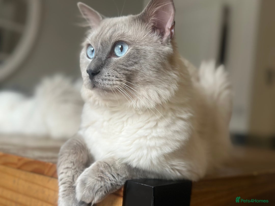 Ragdoll cats for stud: DNA TESTED🧬 Blue Point, Choc Carrier Ragdoll STUD in Newport - Image 29