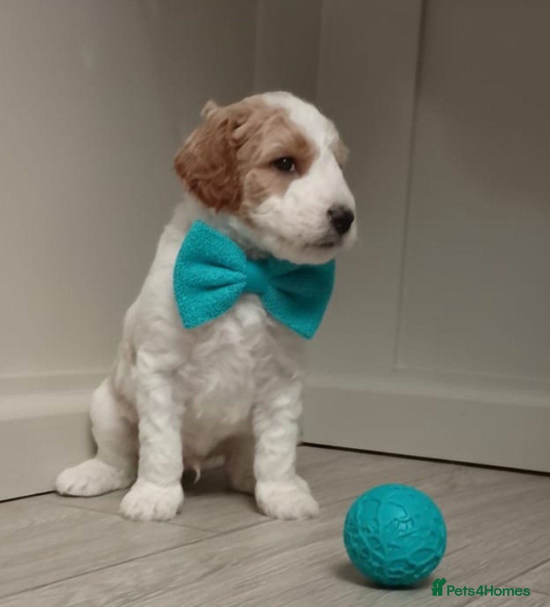 Double Doodle dogs for sale: Parti Double Doodles🐾  - Advert 21