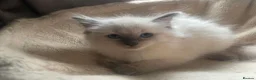 Ragdoll cats for sale: Ragdoll males for sale - Advert 4