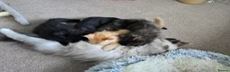 Siberian cats for sale: Siberian x pretty kittens  - Advert 6