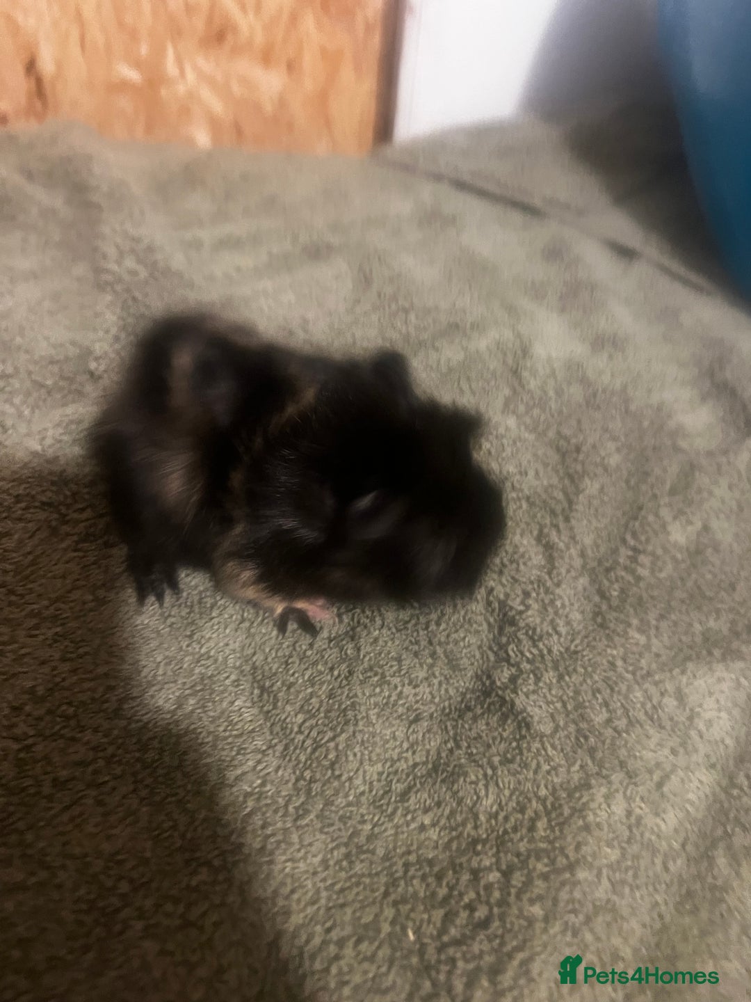 Guinea Pig rodents for sale: baby guinea pig - Advert 18