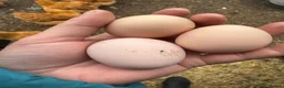 Chickens poultry for sale: Show Quality Hatching Eggs Various Breeds  - Advert 16