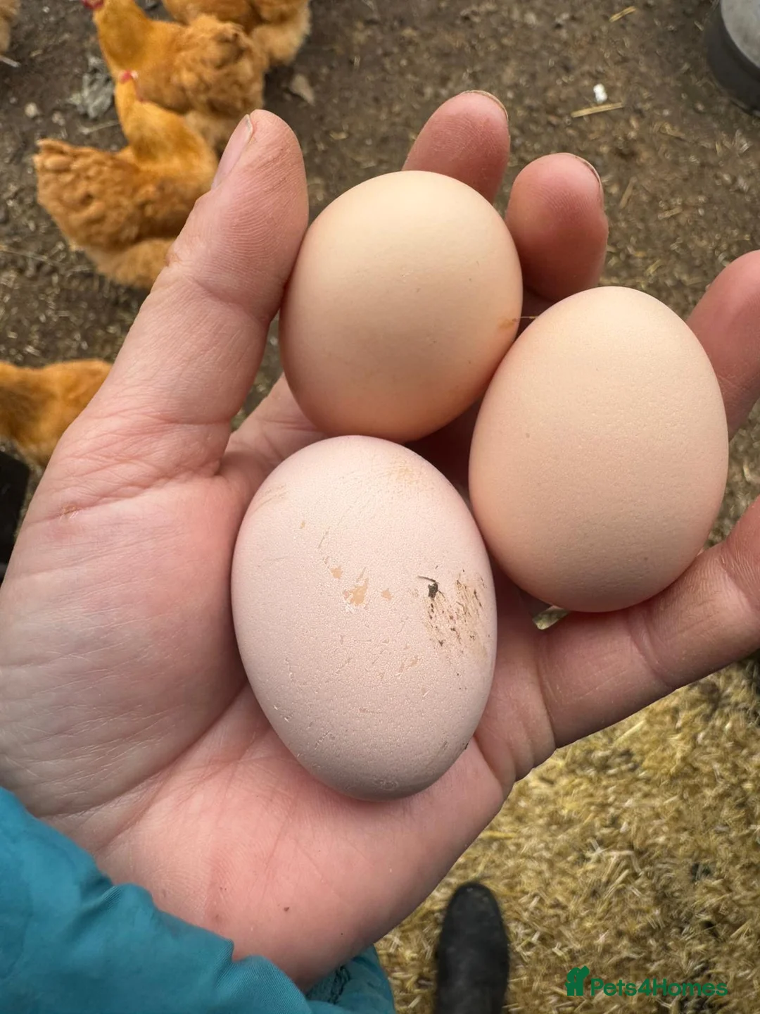 Chickens poultry for sale: Show Quality Hatching Eggs Various Breeds  - Advert 16