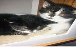 Mixed Breed cats for sale: Lovely little kittens - Image 2