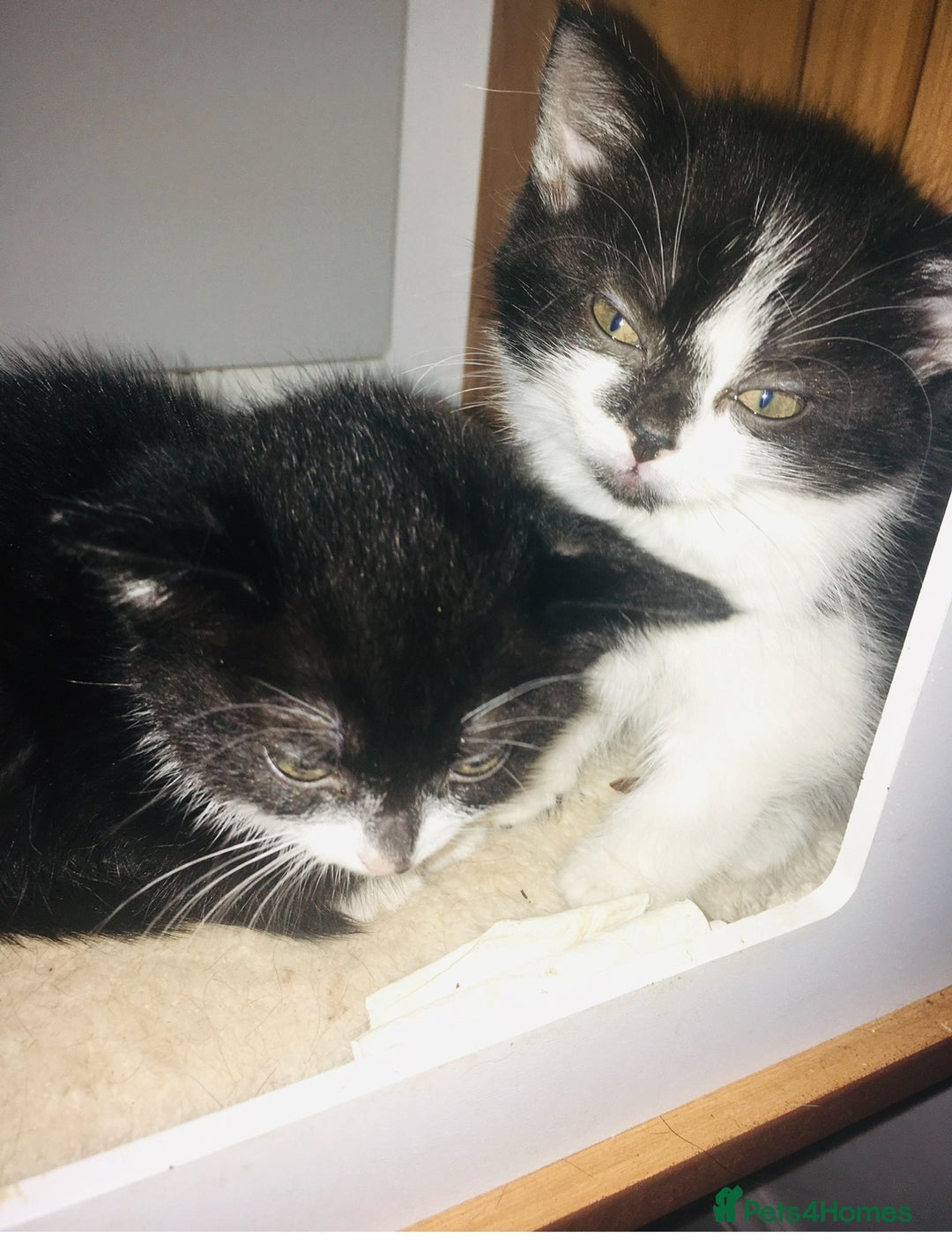 Mixed Breed cats for sale: Lovely little kittens - Image 2