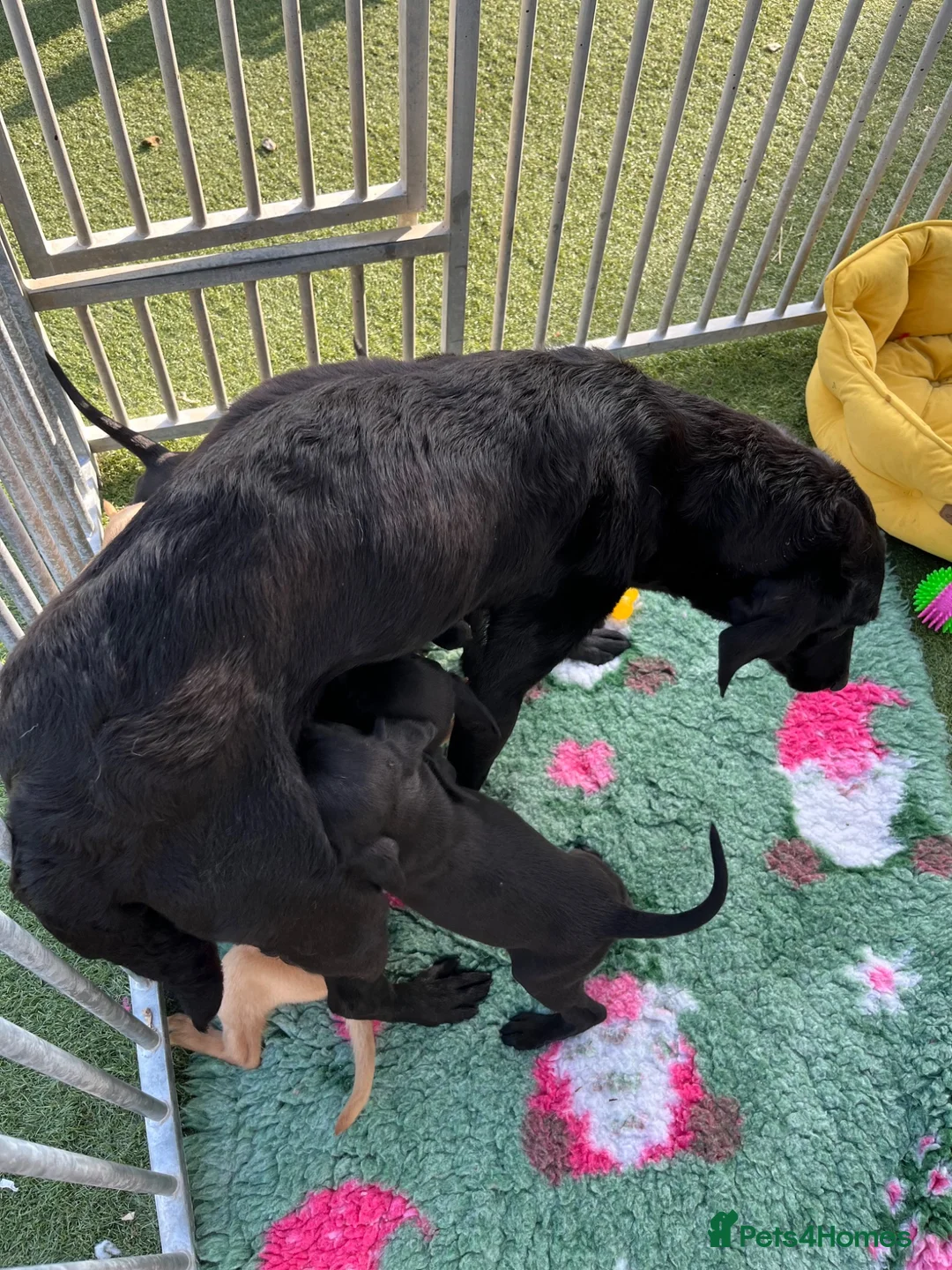 Labrador Retriever dogs for sale: Stunning yellow boy  - Advert 4