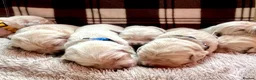 Golden Retriever dogs for sale: Exceptional Golden retriever litter - Advert 11