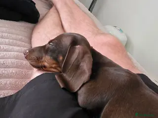 Dachshund dogs Chocolate and tan miniature dachshund - Advert 17