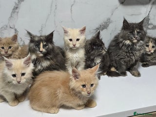 Maine Coon cats Pure breed Maine Coon Kittens - Advert 6