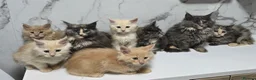 Maine Coon cats for sale: Last Girl -  Pure breed Maine Coon Kittens  - Advert 16