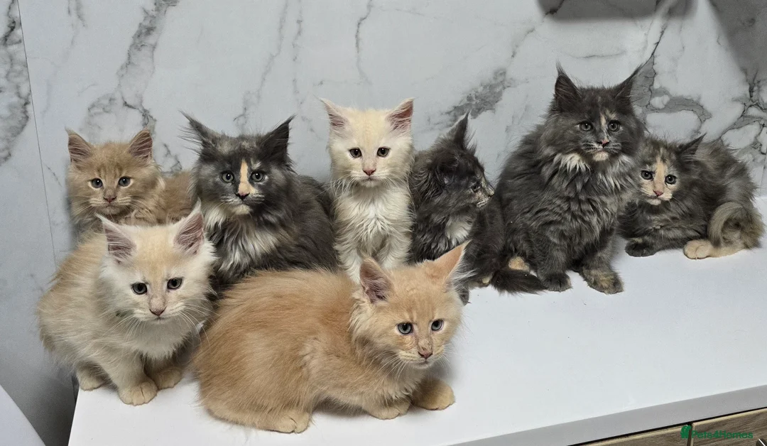 Maine Coon cats for sale: Last Girl -  Pure breed Maine Coon Kittens  - Advert 16