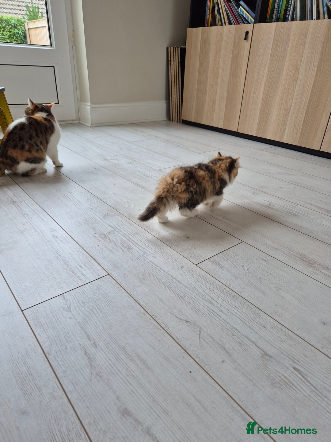 Persian cats for sale: 5 long haired kittens for sale - Image 17