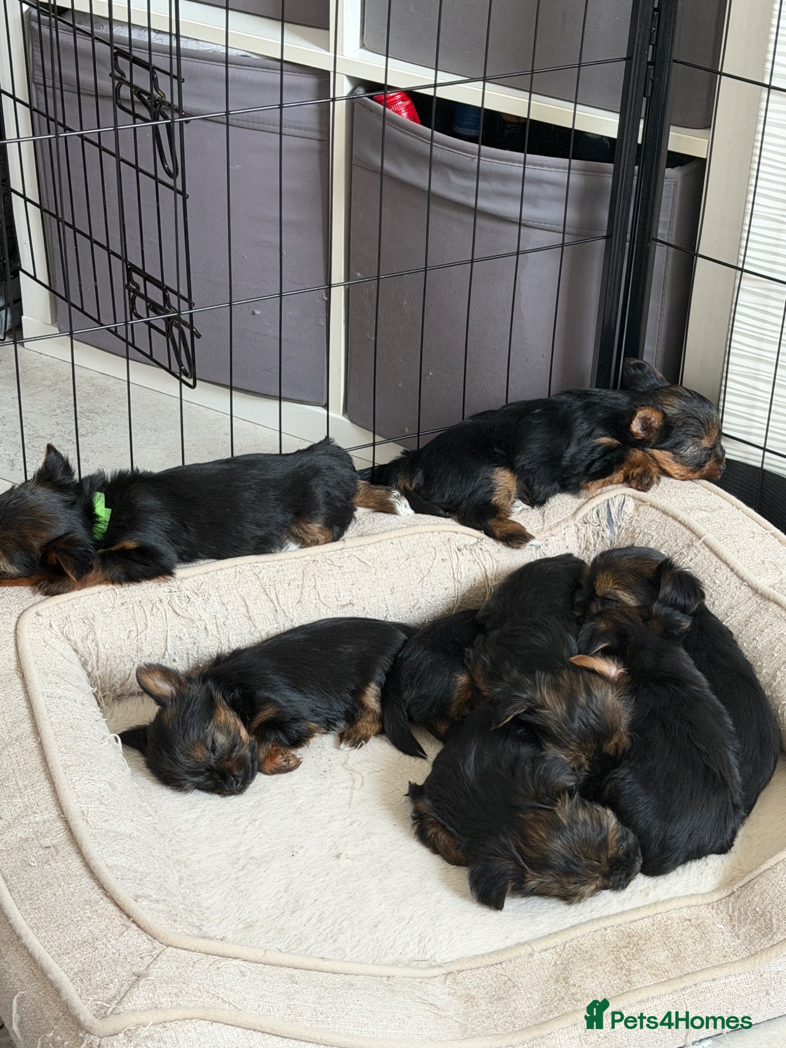 Mixed Breed dogs Ready in 2 weeks.Adorable Yorkie / Biewer Puppies  - Advert 1