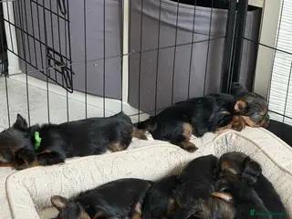 Yorkshire Terrier dogs for sale: Yorkshire Terrier Puppies - Advert 1