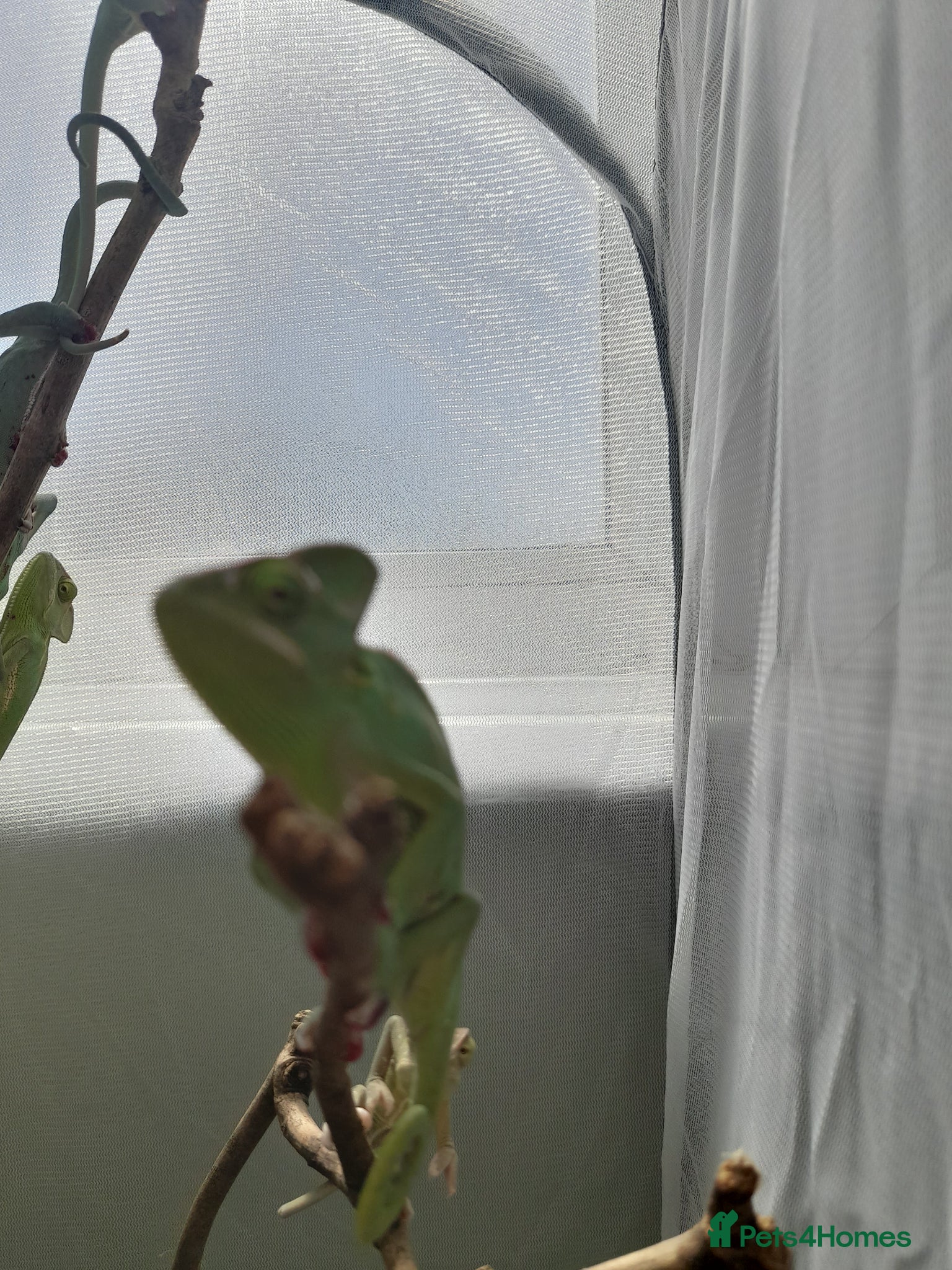 Chameleon reptiles Female Veiled chameleons  - Advert 1