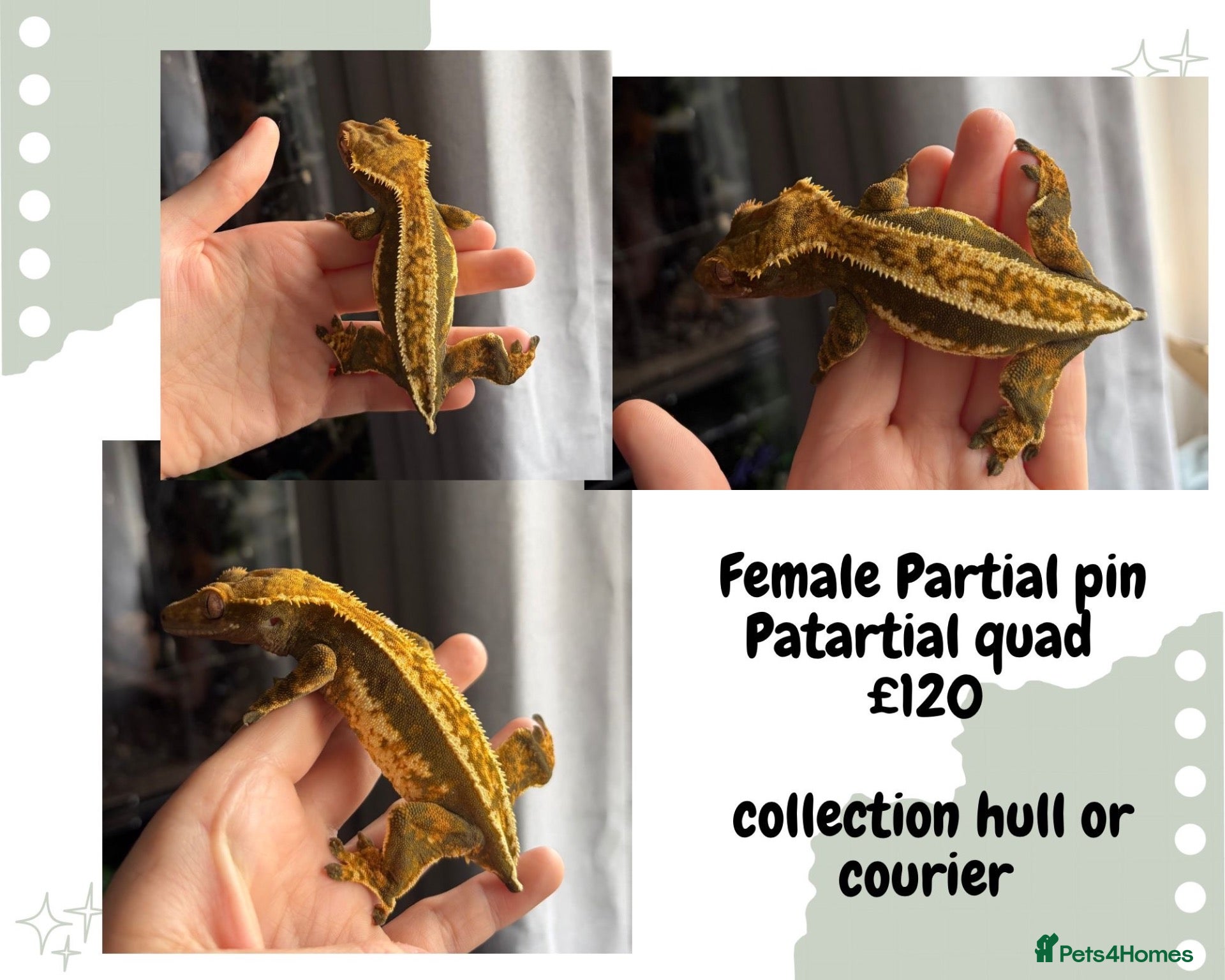 Gecko reptiles Crested geckos  - Advert 18