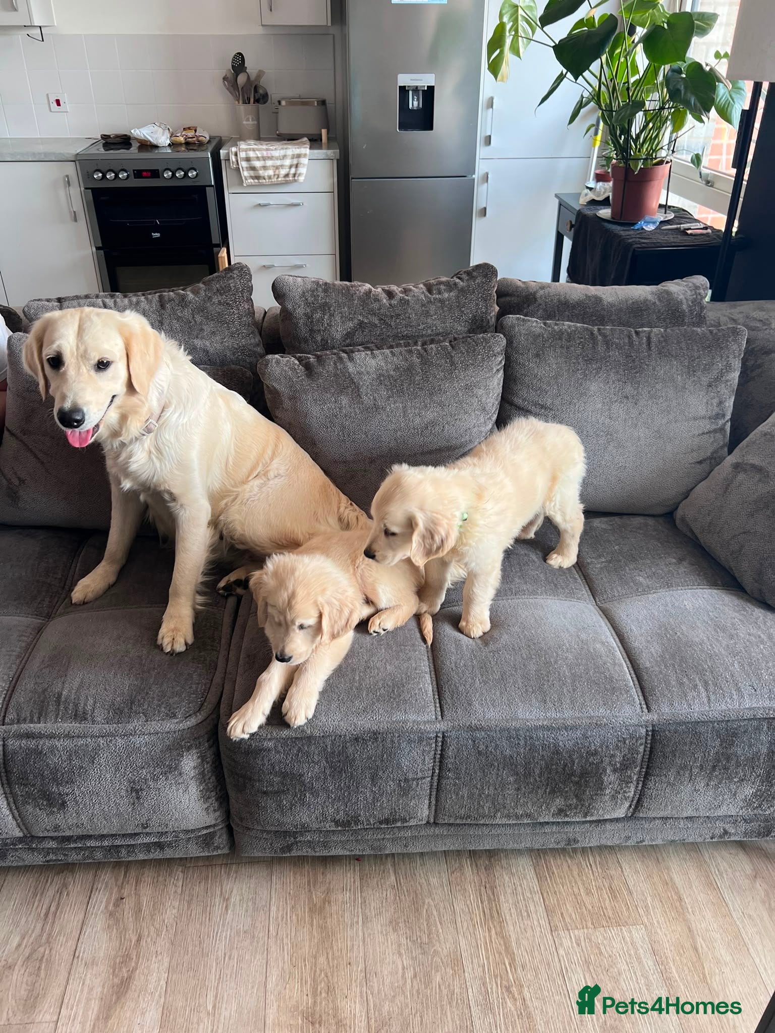 Golden Retriever dogs Golden retrievers - Advert 2