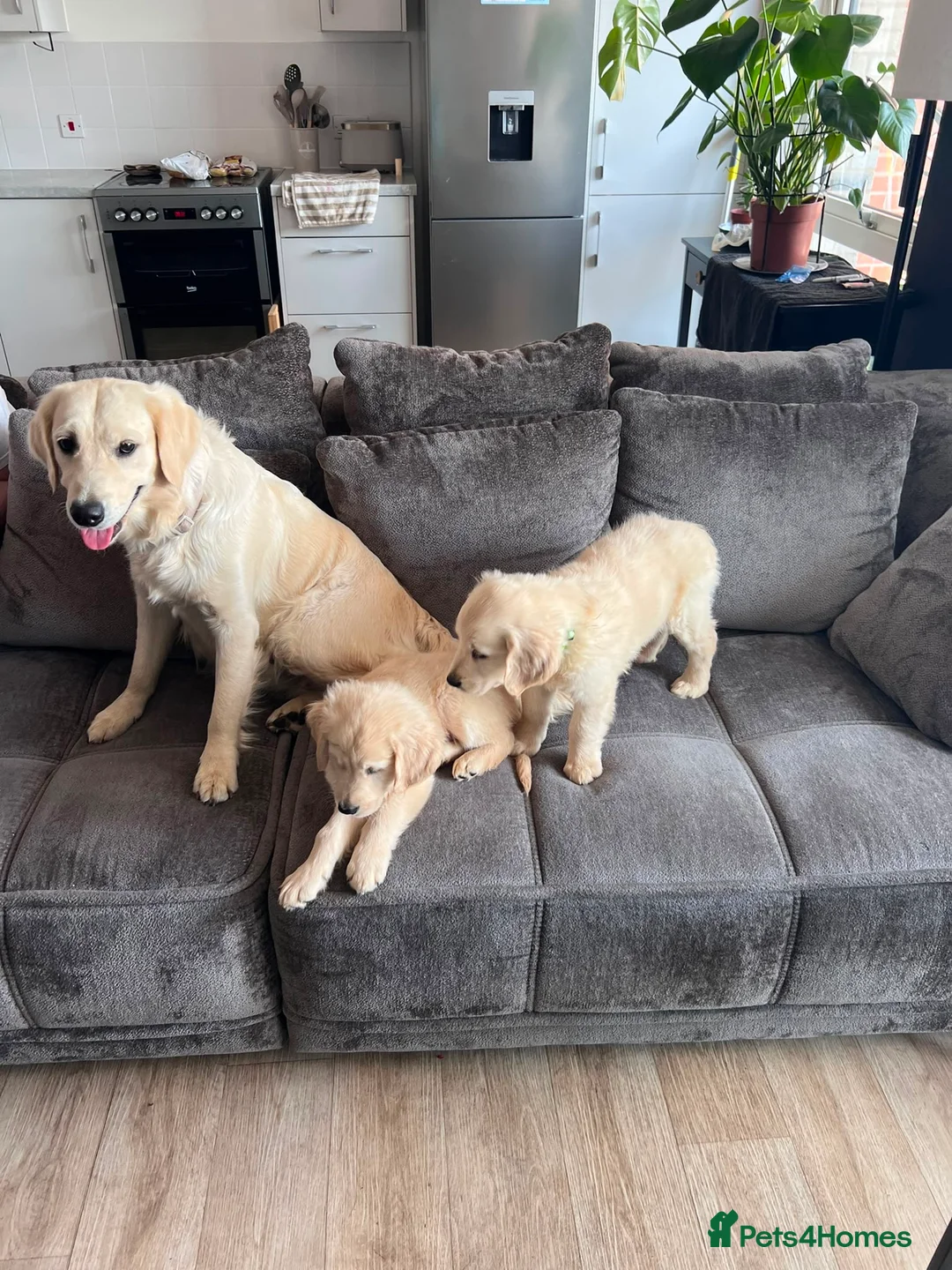 Golden Retriever dogs for sale: Golden retrievers - Advert 5