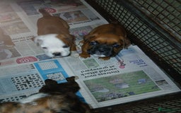 Boxer dogs for sale: Kc registered bob and tailed boxer puppies - Image 13