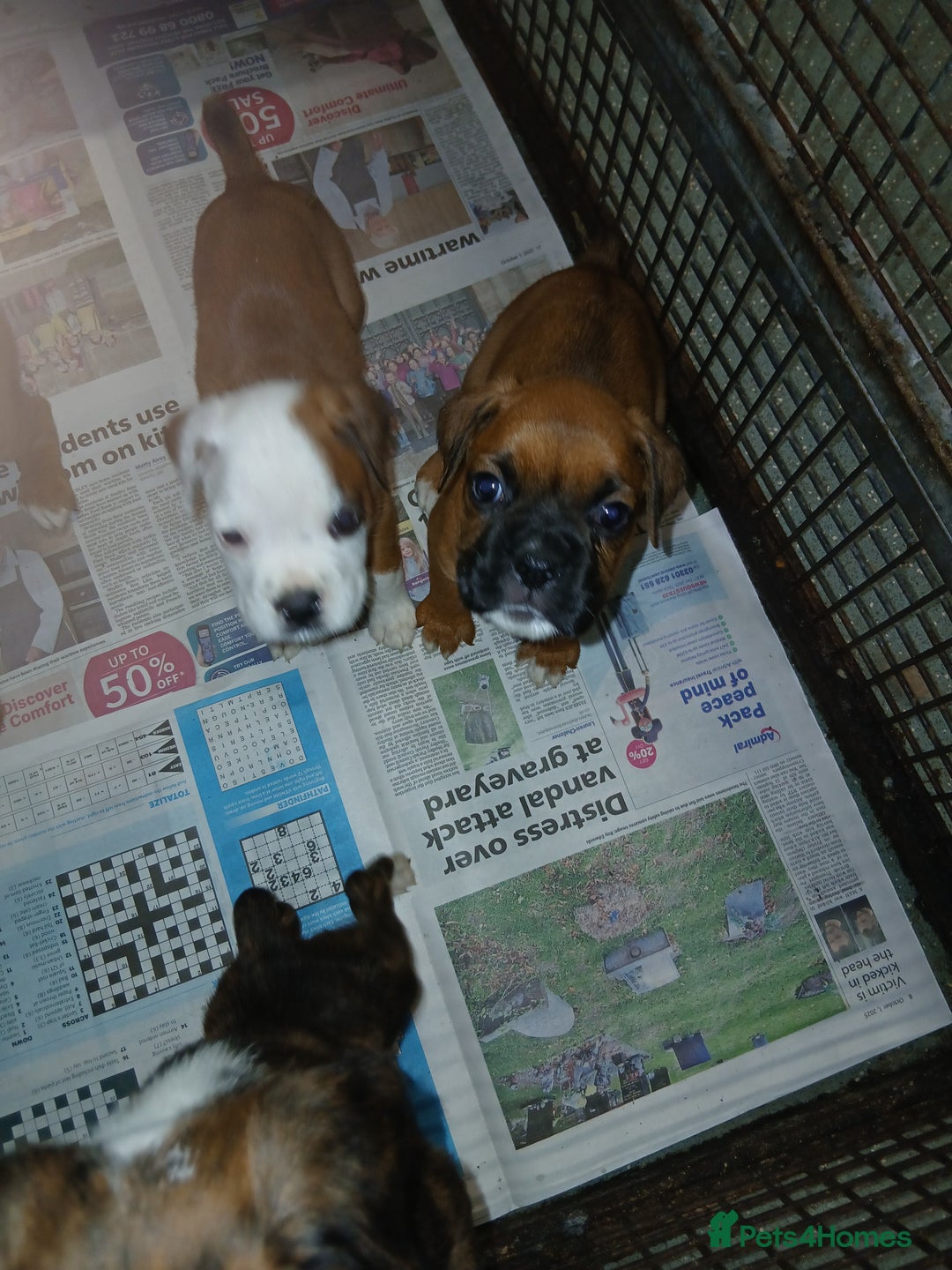 Boxer dogs for sale: Kc registered bob and tailed boxer puppies - Image 13