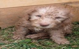 Bedlington Terrier dogs for sale: Bedlington terriers - working stock - Image 22