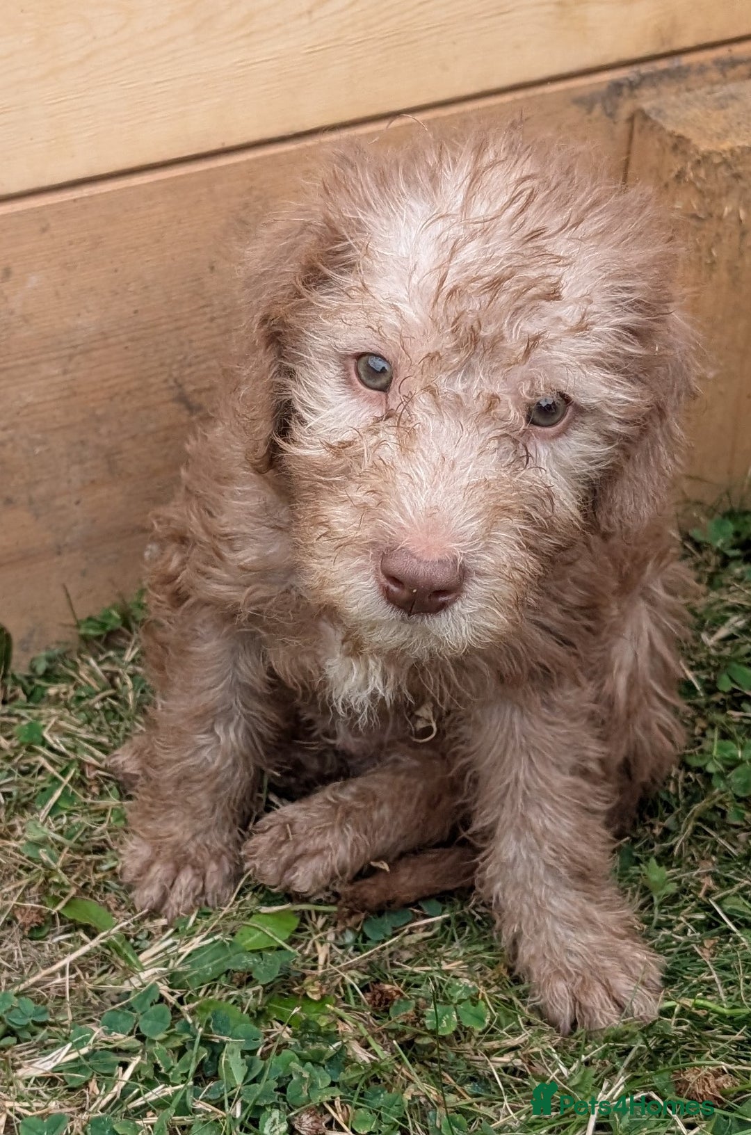 Bedlington Terrier dogs for sale: Bedlington terriers - working stock - Image 22