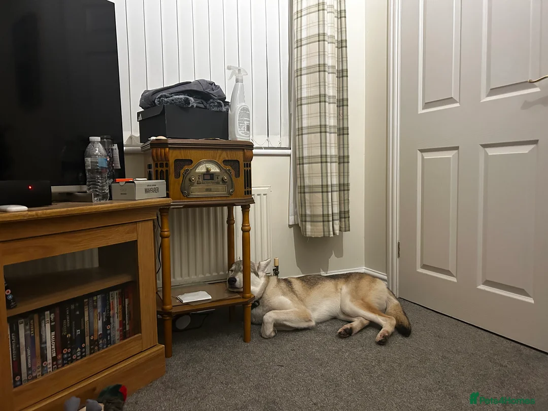 Mixed Breed dogs for sale: Northern Inuit Cross Breed - Advert 5