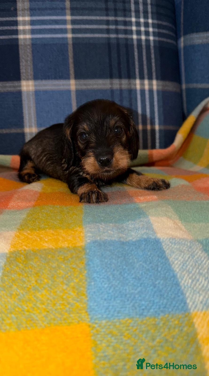 Miniature Dachshund dogs 🩷Two Stunning Mini Wire Haired Dachshund💜 - Advert 1