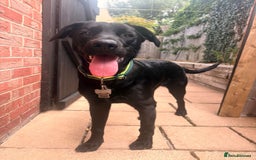 Labrador Retriever dogs for adoption: BEN IS A HANDSOME 7MTH OLD LABRADOR - Image 7