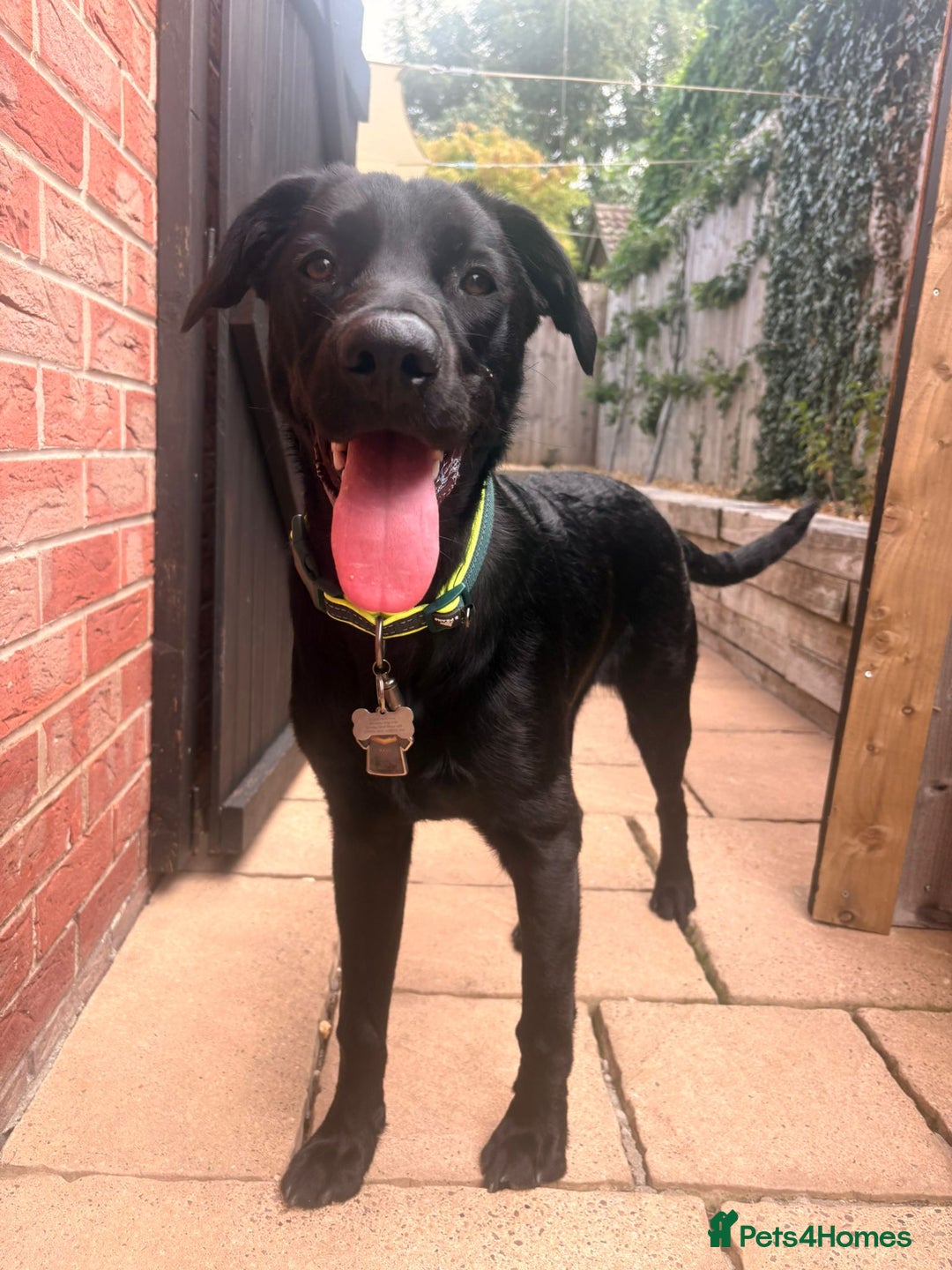 Labrador Retriever dogs for adoption: BEN IS A HANDSOME 7MTH OLD LABRADOR - Image 7