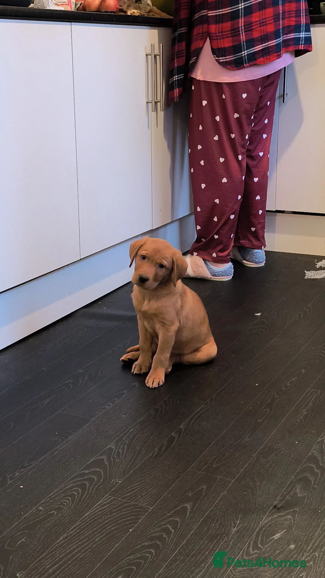 Labrador Retriever dogs for sale: Labrador Fox Red - Advert 1