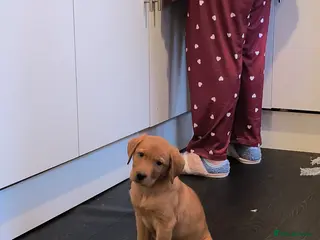 Labrador Retriever dogs Labrador Fox Red - Advert 2