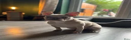 French Bulldog dogs for sale: Beautiful French Bulldog, please read description. - Advert 5