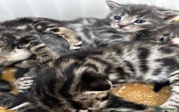 Bengal cats for sale: Bengal cross kittens  - Image 3