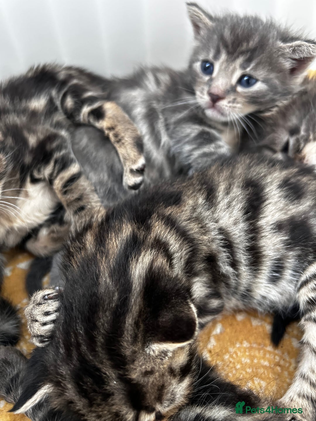 Bengal cats for sale: Bengal cross kittens  - Image 3