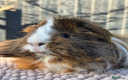Guinea Pig rodents for sale: 2 year old male piggy  - Advert 3