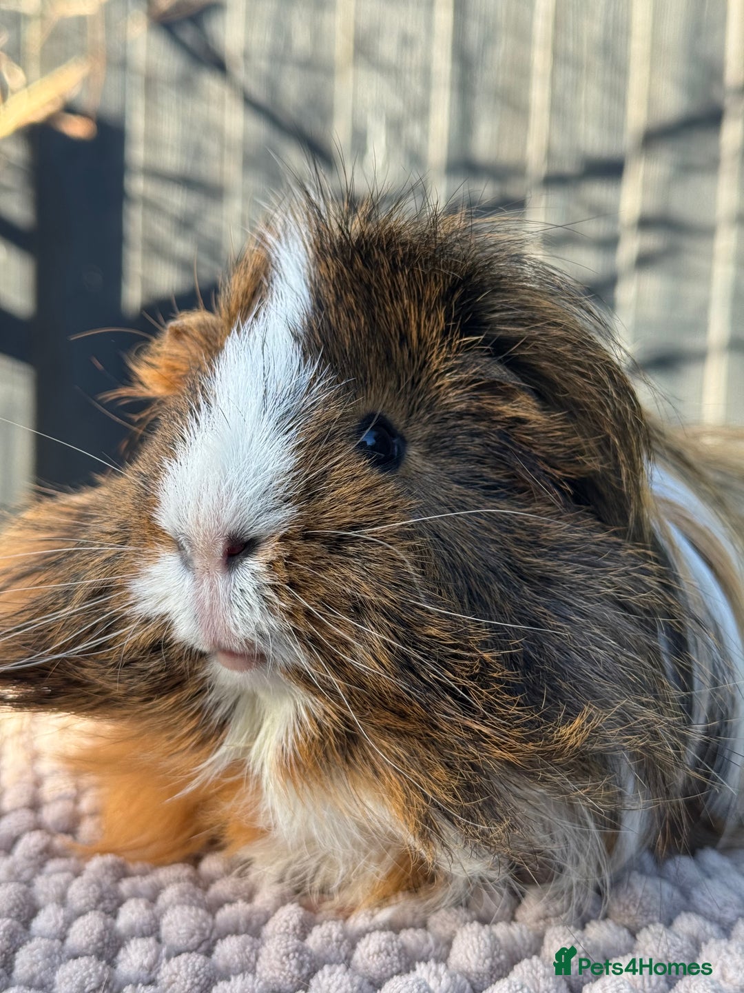 Guinea Pig rodents for sale: 2 year old male piggy  - Advert 3
