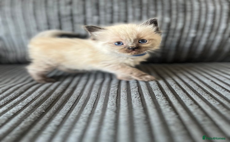 Ragdoll cats - Advert 7