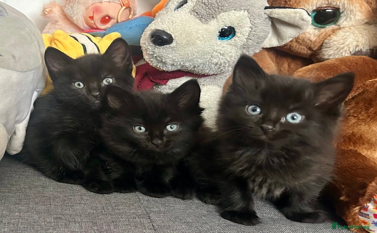 Domestic Shorthair cats - Advert 16