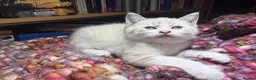Bengal cats for sale: 4 adorable rare snow dolls ready to go in Bexhill-on-Sea - Advert 10