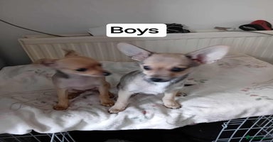 Miniature Pinscher dogs - Advert 10